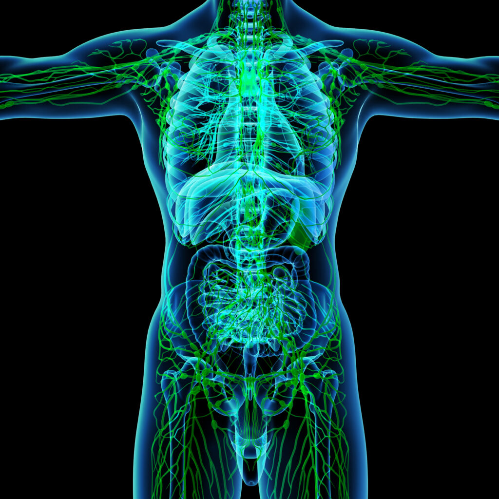 Nyirokmasszázs - a testünket nyirokrendszer hálózza be.